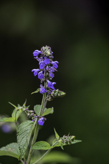 Salvia polystachia