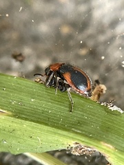 Collops vittatus