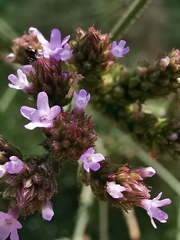 Verbena brasiliensis