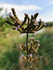 Verbena brasiliensis