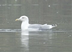Larus argentatus