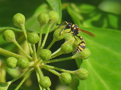 Eumenes mediterraneus