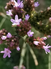 Verbena brasiliensis