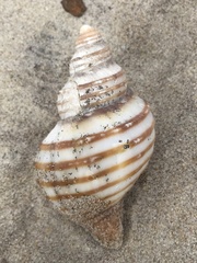 Neptunea decemcostata