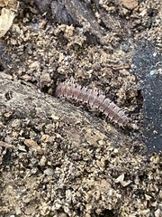 Pseudopolydesmus