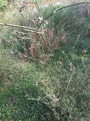 Verbena brasiliensis