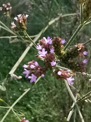 Verbena brasiliensis