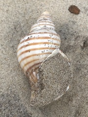 Neptunea decemcostata