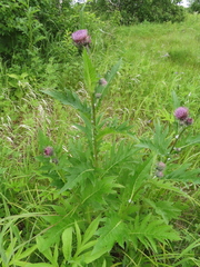 Cirsium kamtschaticum