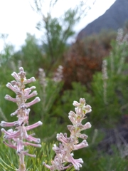 Paranomus bracteolaris