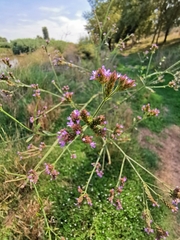 Verbena brasiliensis