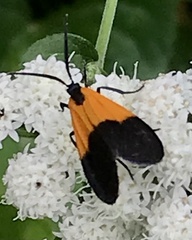 Lycomorpha pholus