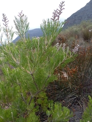 Paranomus bracteolaris