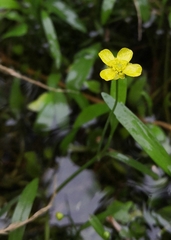 Ranunculus flammula