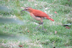 Furnarius leucopus