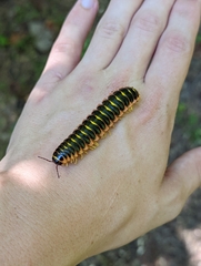 Apheloriini