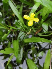Ranunculus flammula