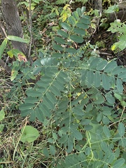 Amorpha fruticosa
