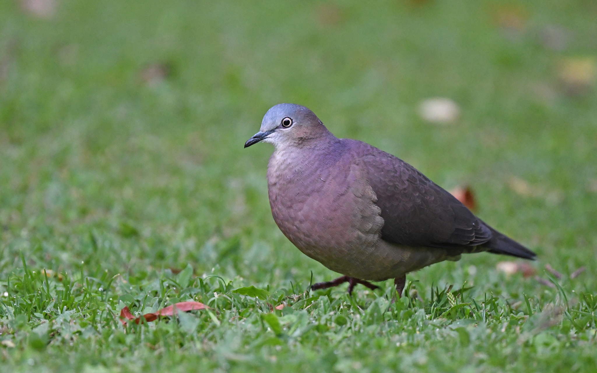 Tolima Dove (Leptotila conoveri), photo 10