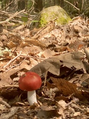 Russula emetica