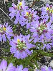 Polygala curtissii