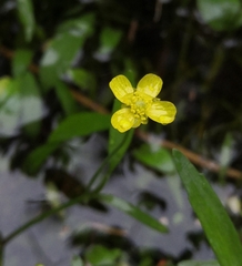 Ranunculus flammula