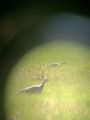 Centrocercus urophasianus