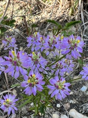 Polygala curtissii