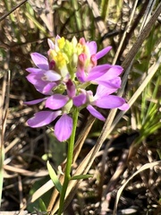 Polygala curtissii