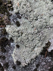 Lecanora argopholis