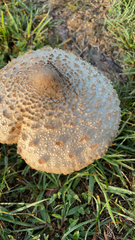 Amanita rubescens