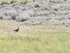 Centrocercus urophasianus