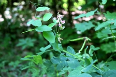 Lathyrus pisiformis