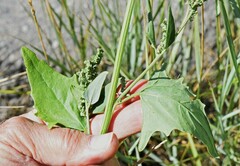 Atriplex micrantha