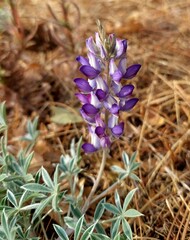 Lupinus lepidus