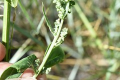 Atriplex micrantha