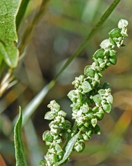 Atriplex micrantha