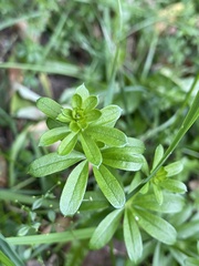 Galium mollugo