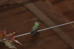 Heliodoxa leadbeateri