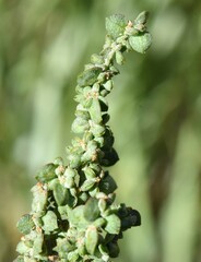 Atriplex micrantha