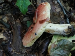 Russula
