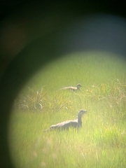 Centrocercus urophasianus