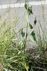 Atriplex micrantha