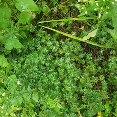 Geranium sibiricum