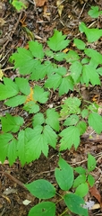 Actaea racemosa