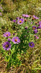 Symphyotrichum novae-angliae
