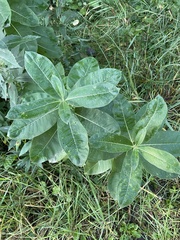Asclepias syriaca
