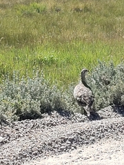 Centrocercus urophasianus