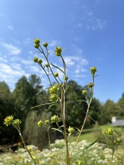 Helianthus angustifolius