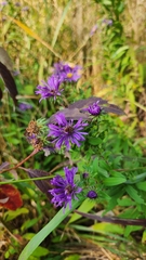 Symphyotrichum novae-angliae